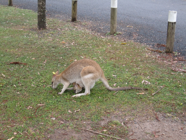 Agile Wallaby