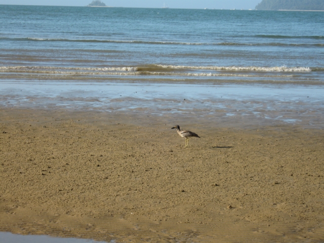 beach stone curlew closer