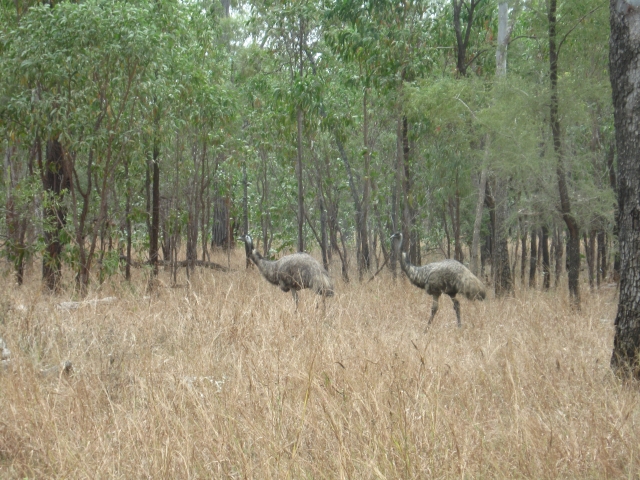 emus