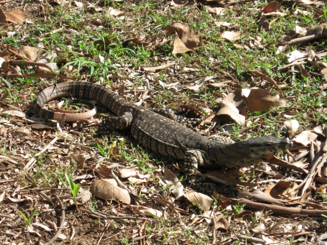 goanna
