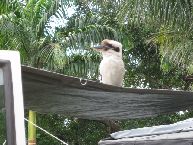 Laughing Kookaburra