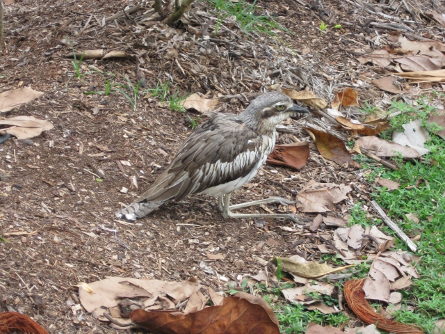 Bush Stone Curlew