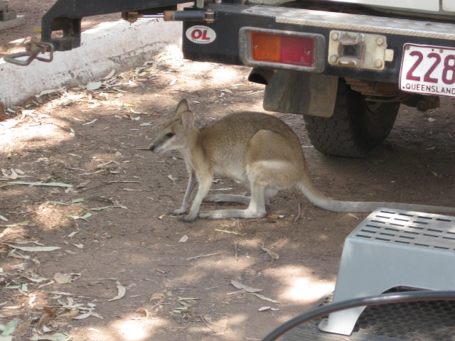 Agile Wallaby
