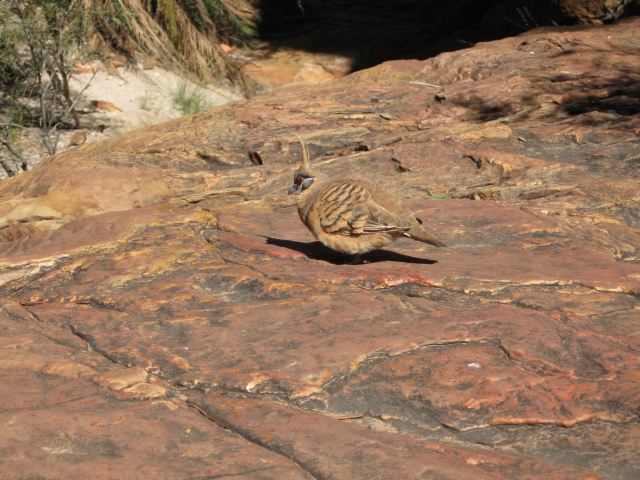 Spinifex Pigeon