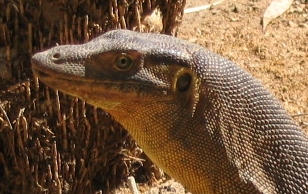 Mertens Water Dragon