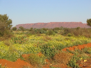 Wildflowers on the Way to Kings Canyon