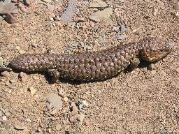 Shingleback