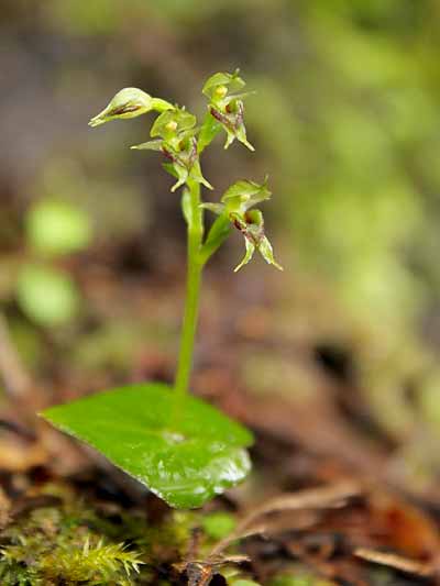 Acianthus fornicatus