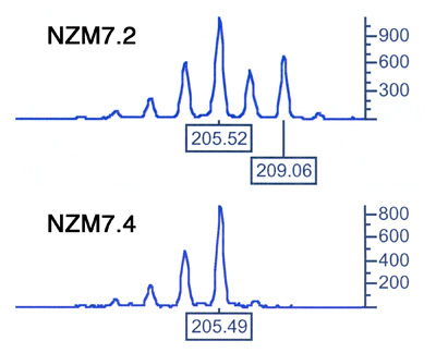 D9S974 microsatellite comparison