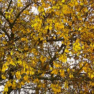 Kowhai in flower