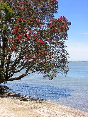 Pohutukawa
