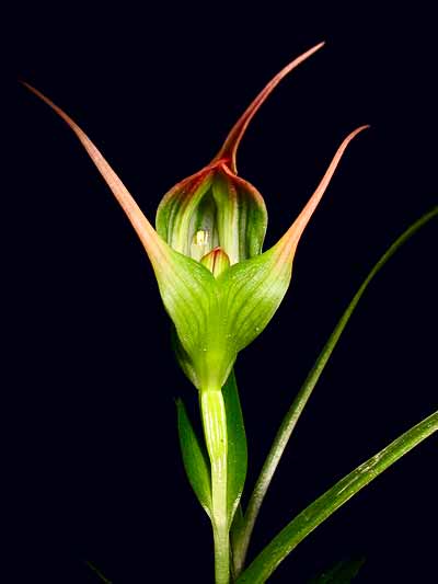 Pterostylis banksii
