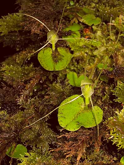 Nematoceras 'Whiskers'